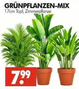 Wreesmann GRÜNPFLANZEN-MIX Angebot