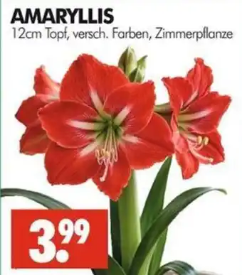 AMARYLLIS