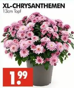 Wreesmann XL-CHRYSANTHEMEN Angebot
