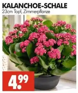 Wreesmann KALANCHOE-SCHALE Angebot