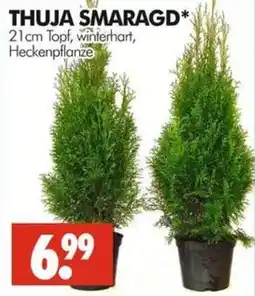 Wreesmann THUJA SMARAGD* Angebot