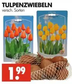 Wreesmann TULPENZWIEBELN Angebot