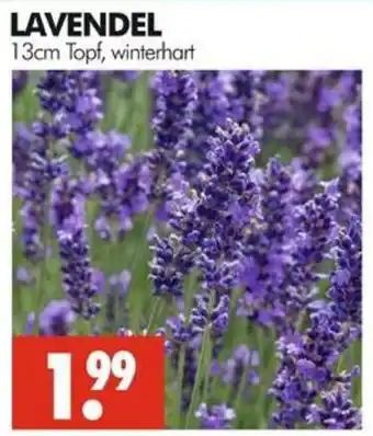 LAVENDEL