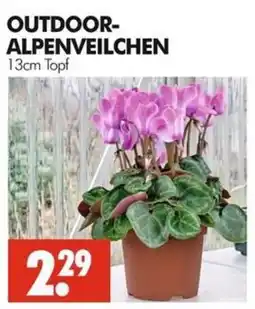 Wreesmann OUTDOOR-ALPENVEILCHEN Angebot