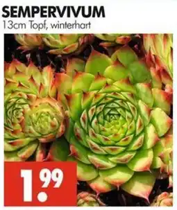 Wreesmann SEMPERVIVUM Angebot
