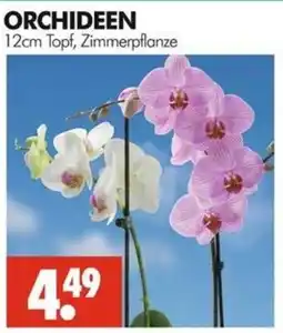 Wreesmann ORCHIDEEN Angebot