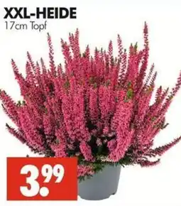 Wreesmann XXL-HEIDE Angebot