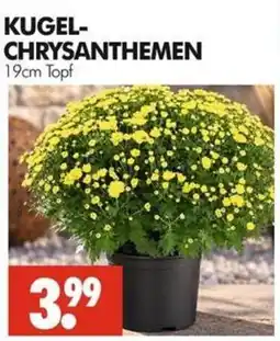Wreesmann KUGEL-CHRYSANTHEMEN Angebot