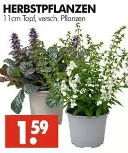 Wreesmann HERBSTPFLANZEN Angebot
