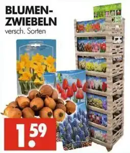 Wreesmann BLUMEN-ZWIEBELN Angebot