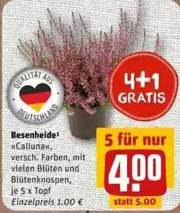 nahkauf Besenheide »Calluna« Angebot