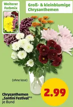 PENNY Chrysanthemen "Santini Festival" Angebot