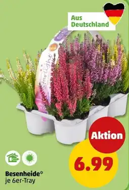 PENNY Starlight Besenheide* Angebot