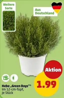 PENNY Hebe „Green Boys“ Angebot