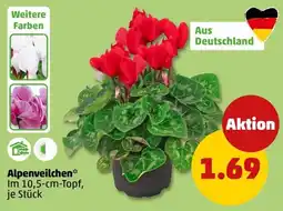 PENNY Alpenveilchen* Angebot