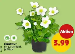 PENNY Christrose* Angebot