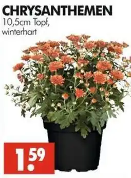Wreesmann CHRYSANTHEMEN Angebot
