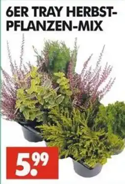 Wreesmann 6ER TRAY HERBST-PFLANZEN-MIX Angebot