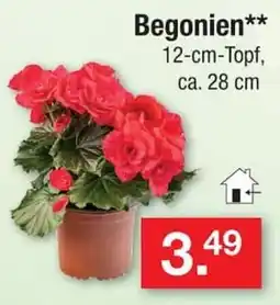 Zimmermann Begonien** Angebot