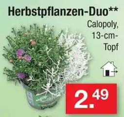Zimmermann Herbstpflanzen-Duo** Calopoly Angebot