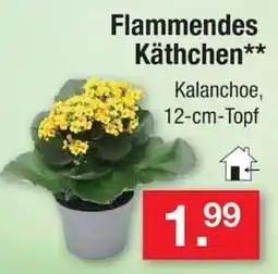 Zimmermann Flammendes Käthchen** Angebot
