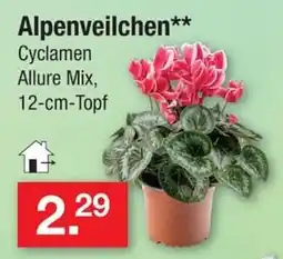 Zimmermann Alpenveilchen** Cyclamen Allure Mix Angebot
