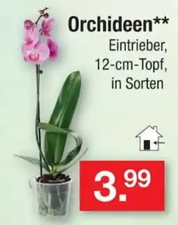 Zimmermann Orchideen** Angebot