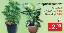 Zimmermann Grünpflanzenmix** Angebot