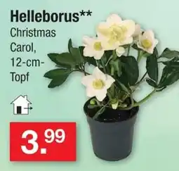Zimmermann Helleborus** Christmas Carol Angebot