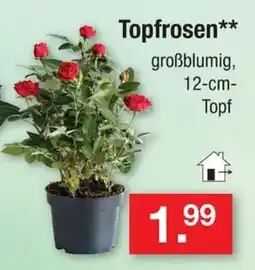 Zimmermann Topfrosen** Angebot