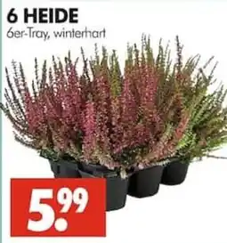 Wreesmann 6 HEIDE Angebot