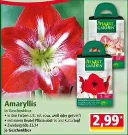 Norma Finest Garden Amaryllis Angebot