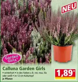 Norma Calluna Garden Girls Angebot