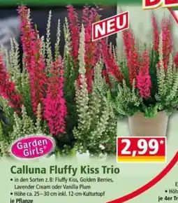Norma Garden Girls Calluna Fluffy Kiss Trio Angebot