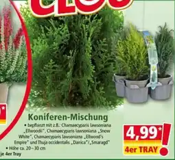 Norma Koniferen-Mischung Angebot