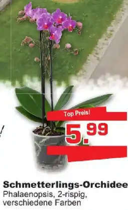 Baustoff-Zentrum Schmetterlings-Orchidee Angebot