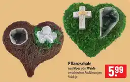 Famila Nord Ost Pflanzschale aus Moos oder Weide Angebot