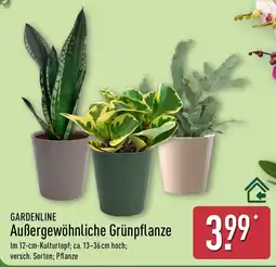 Aldi Nord GARDENLINE Außergewöhnliche Grünpflanze Angebot