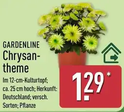 Aldi Nord GARDENLINE Chrysanthemen Angebot