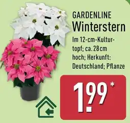 Aldi Nord GARDENLINE Winterstern Angebot