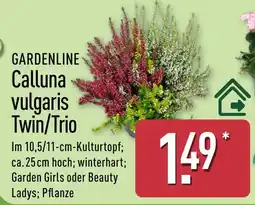 Aldi Nord GARDENLINE Calluna vulgaris Twin/Trio Angebot
