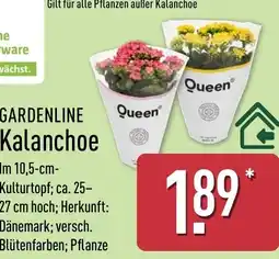 Aldi Nord GARDENLINE Kalanchoe Angebot