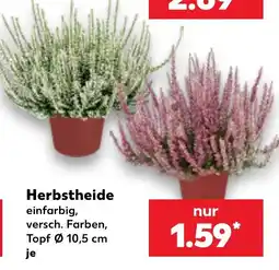 Kaufland Herbsttheide Angebot