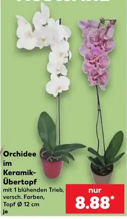 Kaufland Orchidee im Keramik-Übertopf Angebot