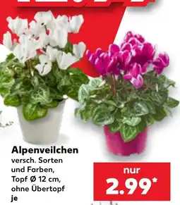 Kaufland Alpenveilchen Angebot