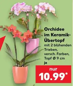 Kaufland Orchidee im Keramik-Übertopf Angebot