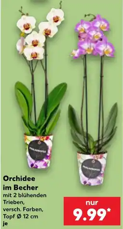 Kaufland Orchidee im Becher Angebot