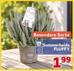 CENTERSHOP Sommerheide FLUFFY Angebot