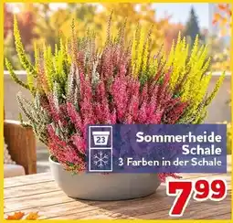 CENTERSHOP Sommerheide Schale Angebot