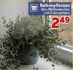 CENTERSHOP Balkonpflanzen Duo Mühlenbeckia, mit Calocephalus Angebot